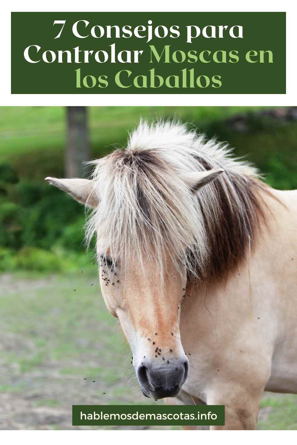 7 Consejos para Controlar Moscas en los Caballos