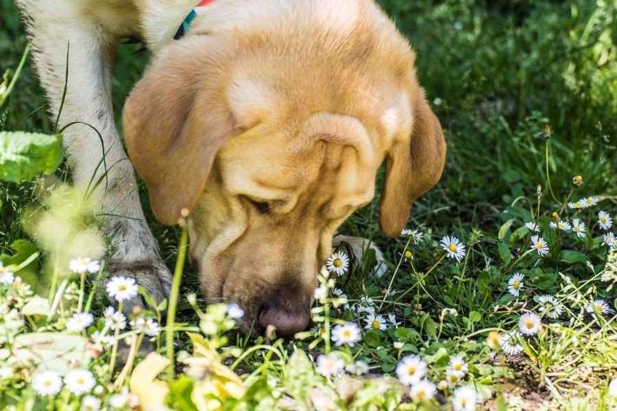 Cuáles son las plantas tóxicas para los perros
