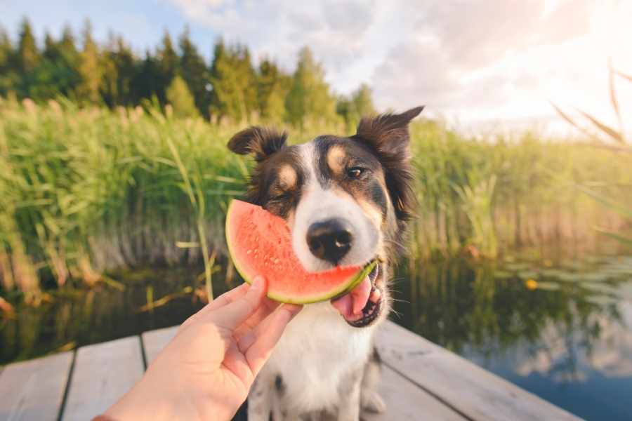 Huesos de frutas y semillas