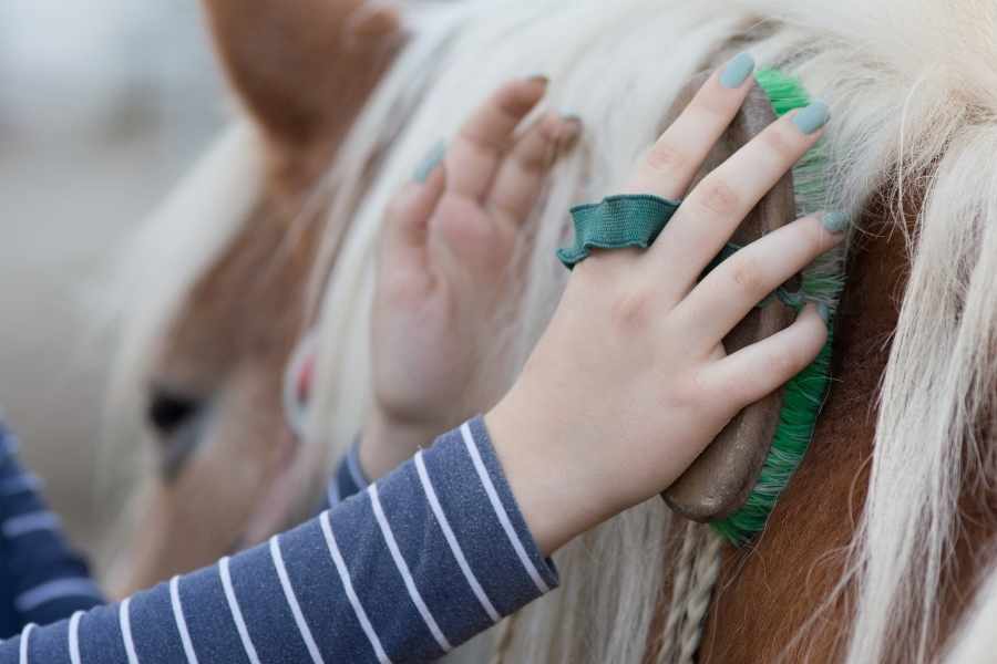Limpia a tu caballo antes y después del entrenamiento
