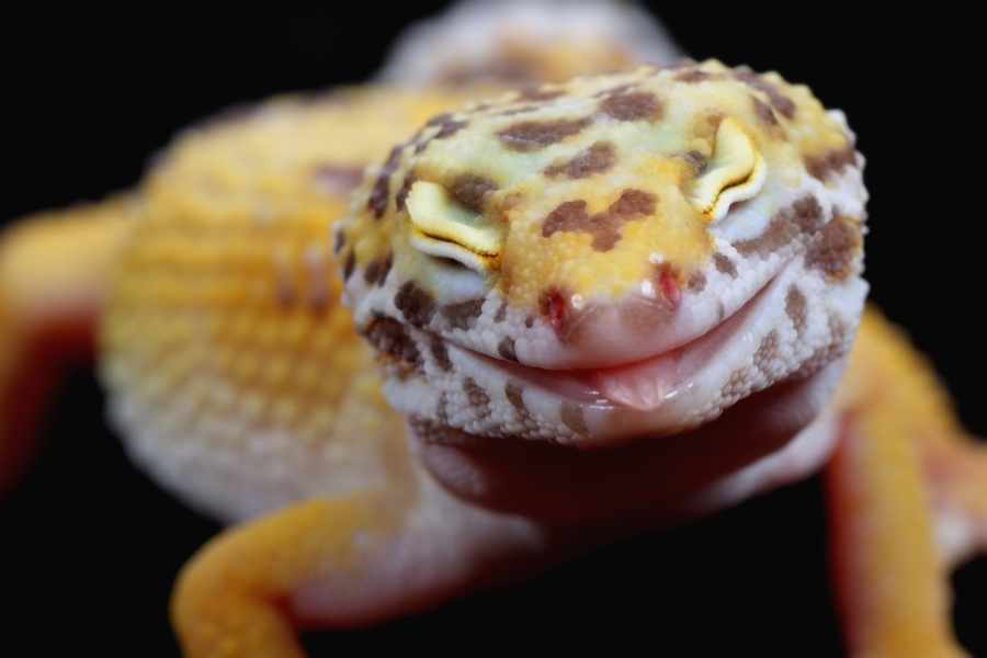 Los Reptiles Domésticos Más Fáciles de Cuidar