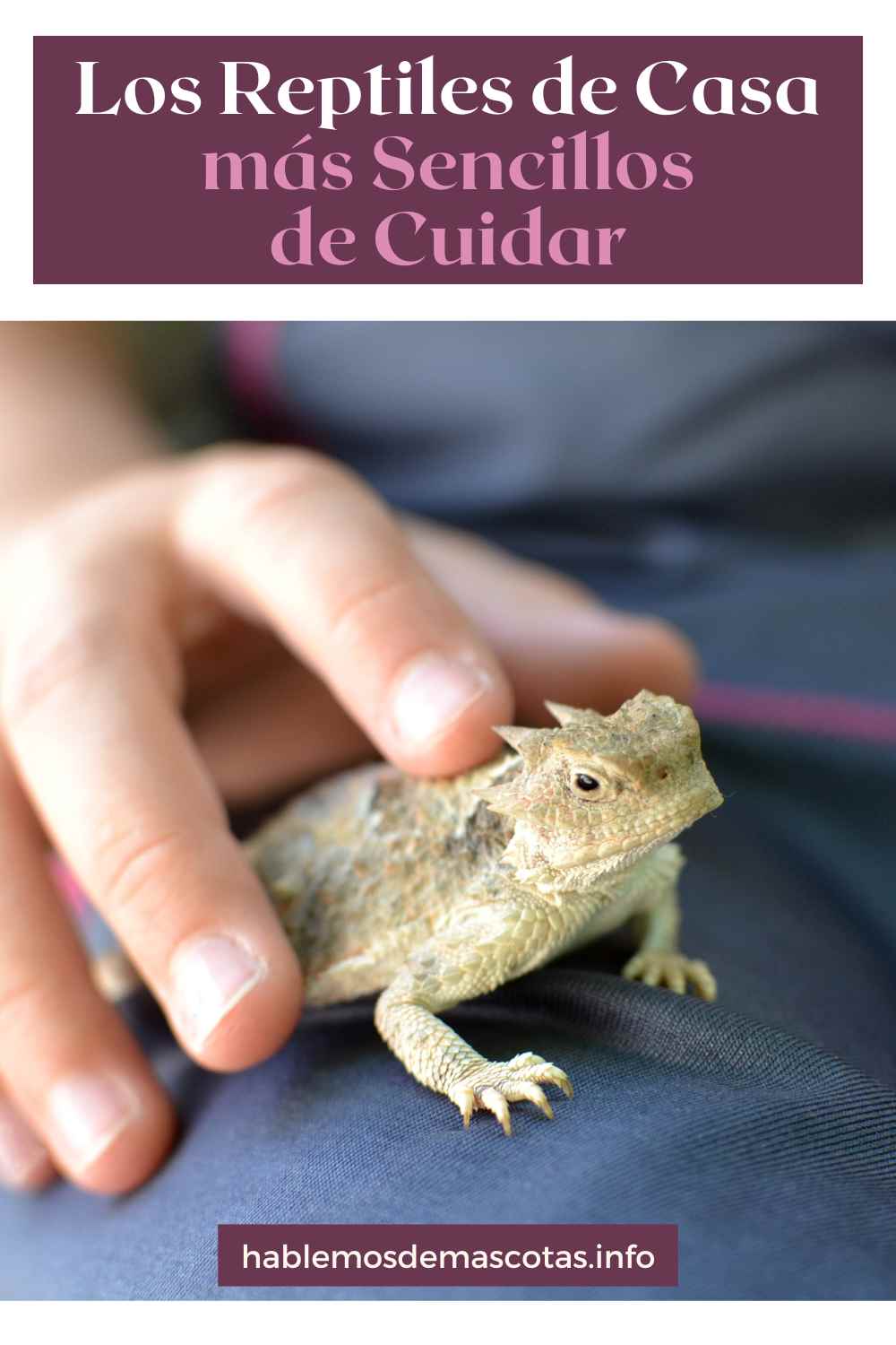 Los Reptiles de Casa más Sencillos de Cuidar