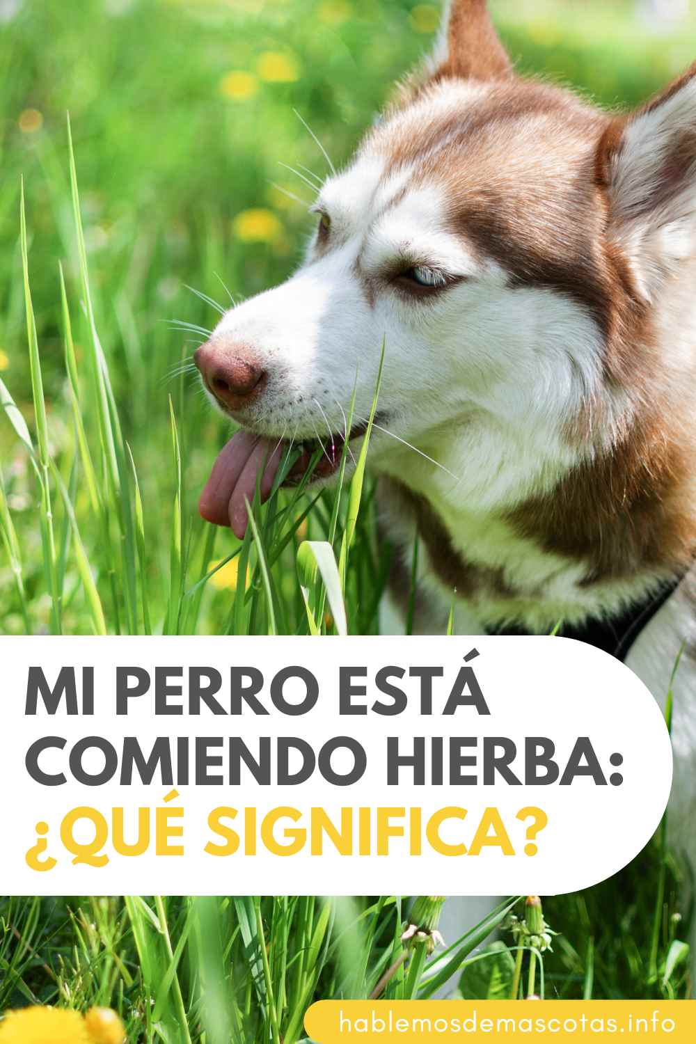 Mi Perro está Comiendo Hierba_ ¿Qué Significa
