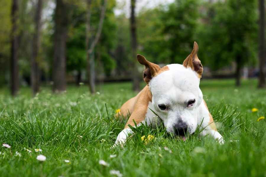 Por qué la grama puede producir vómito en los perros