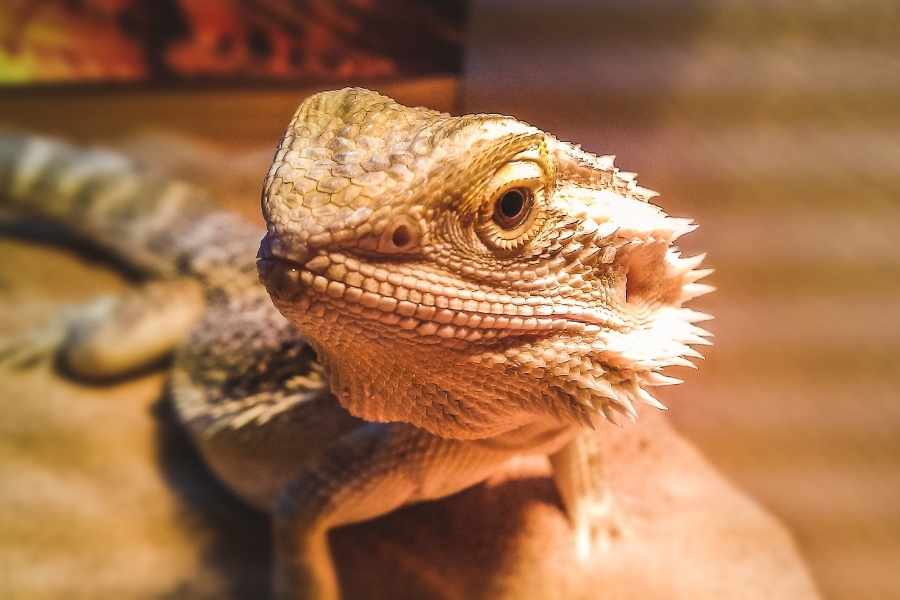 Reptiles Domésticos - Dragón Barbudo