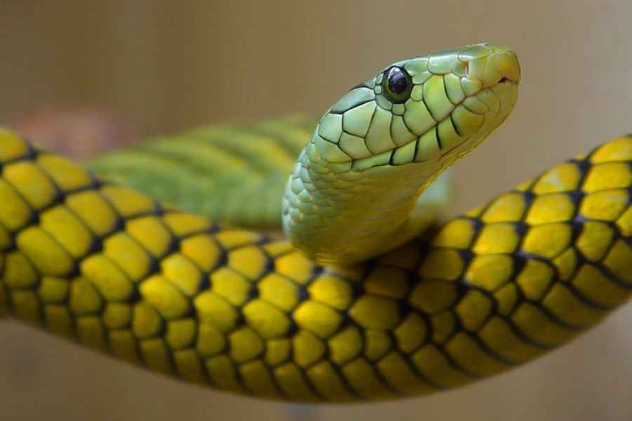 Solo un tercio de todas las especies son venenosas