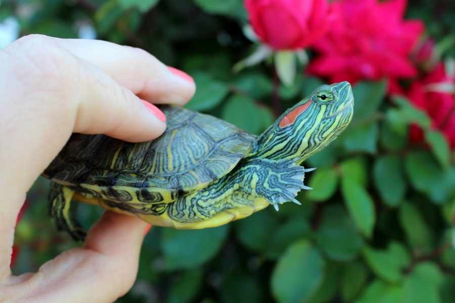 Tortuga de Orejas Rojas