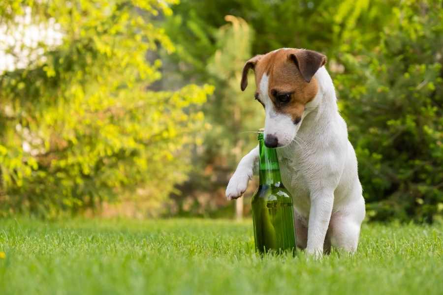 alimentos prohibidos para perros - Alcohol