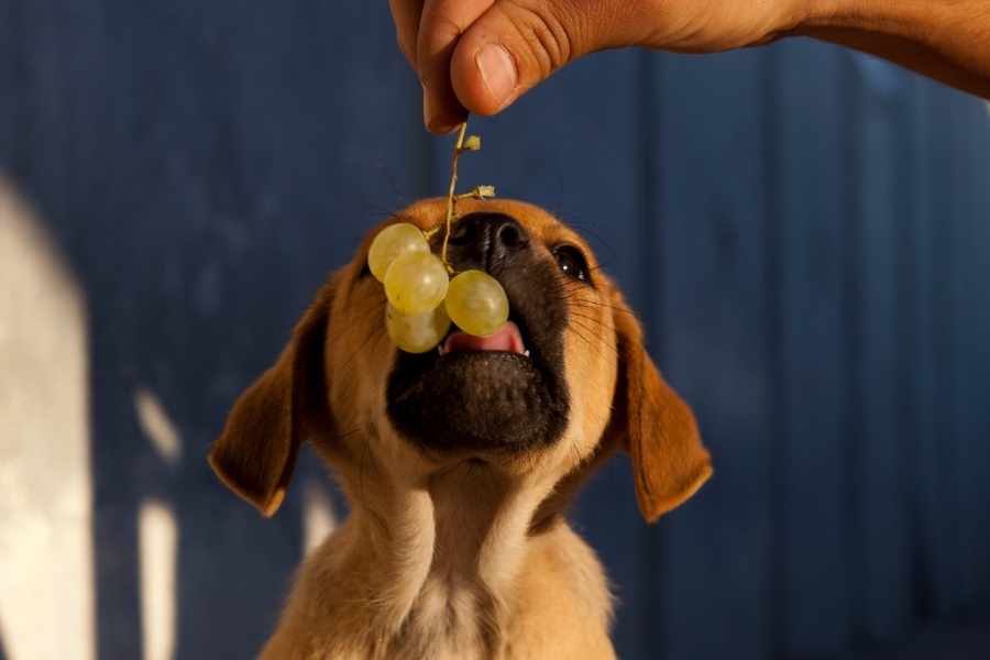 alimentos prohibidos para perros - Uvas y pasas
