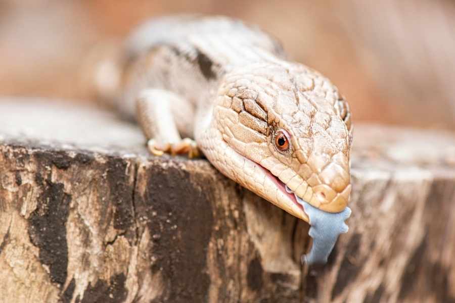 Escinco o lagarto de Lengua Azul