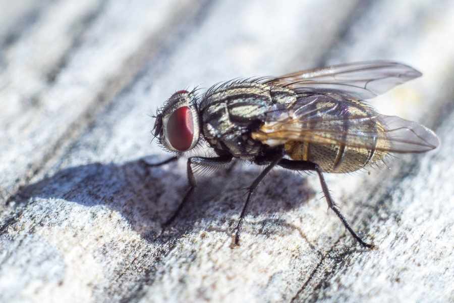 ¿Cómo eliminar las moscas de los caballos