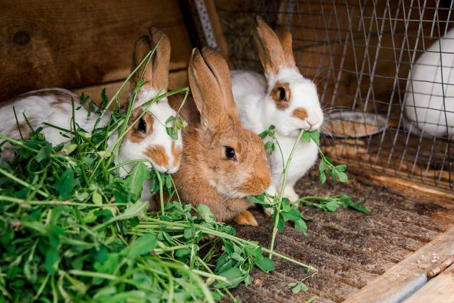 ¿De qué tamaño debe ser una jaula casera para conejos