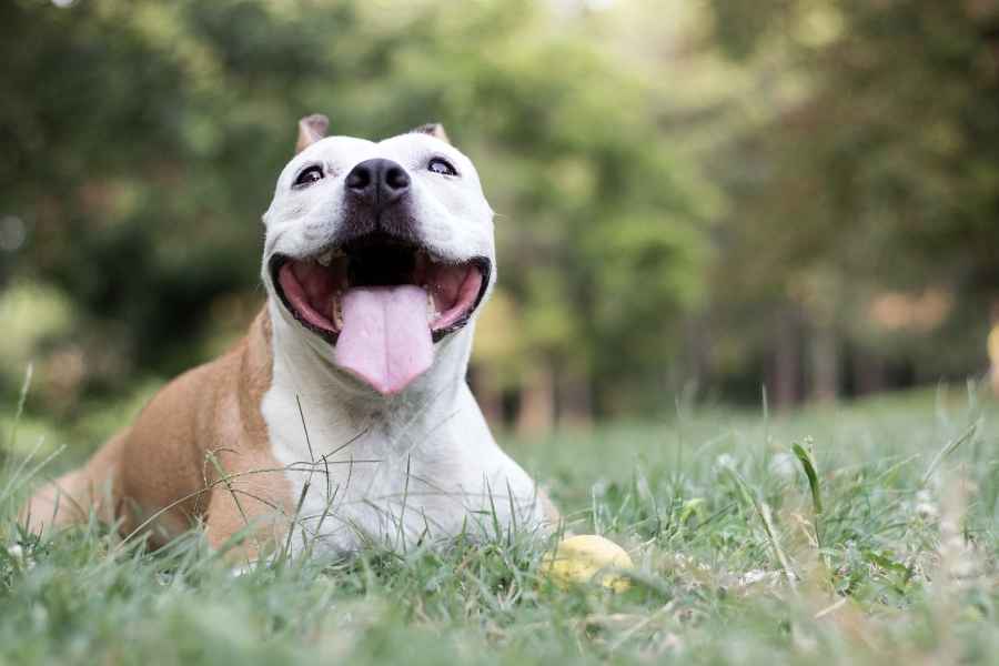 ¿Debemos dejar que el perro coma hierba