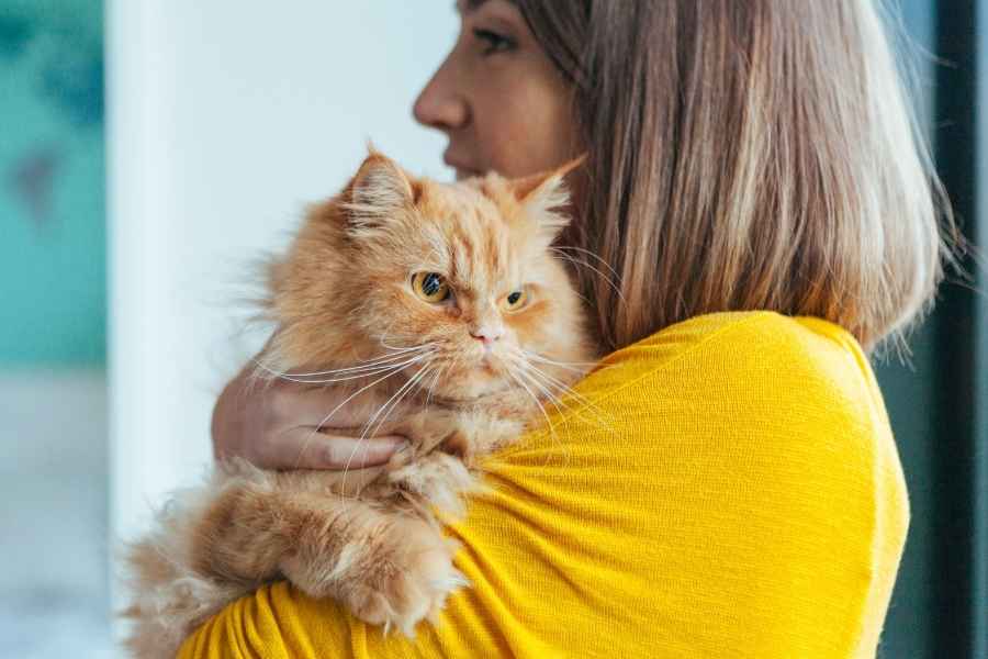 10 Cosas que Los Gatos Odian de los Humanos