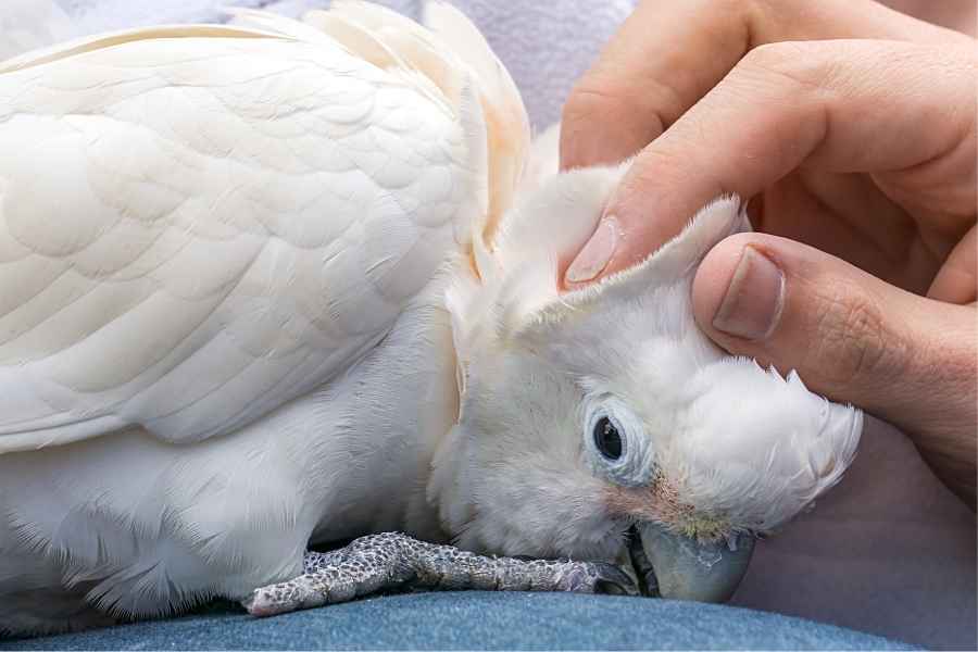 Cacatúa