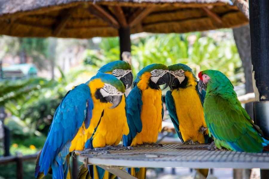 Guacamayas