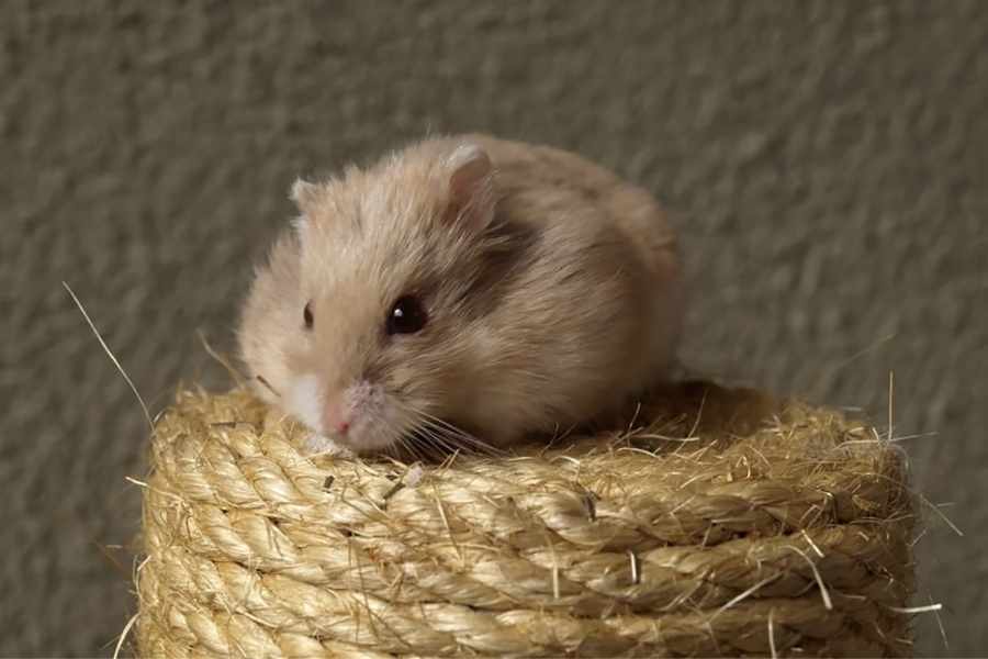 Los 5 Tipos de Hámster Más Populares Como Mascotas