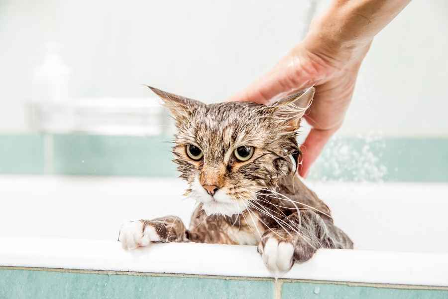 Los gatos odian el agua