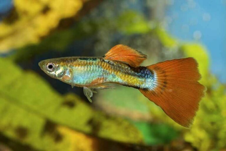 los-mejores-peces-para-peceras-peque-as