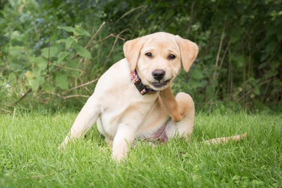 Pulgas en Perros - ¿Cómo Eliminarlas Definitivamente