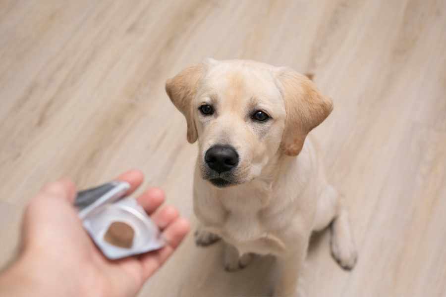 Tratamientos para las pulgas en perros