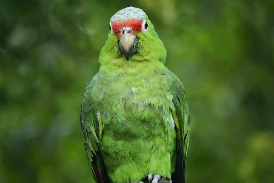 Cómo evitar que mi ave se arranque las plumas