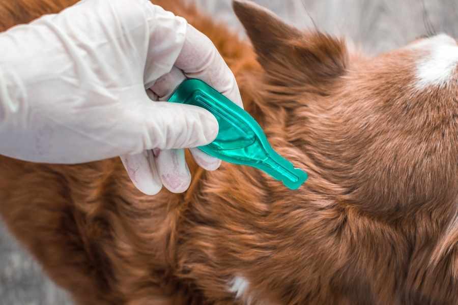 ¿Cómo prevenir las pulgas en perros
