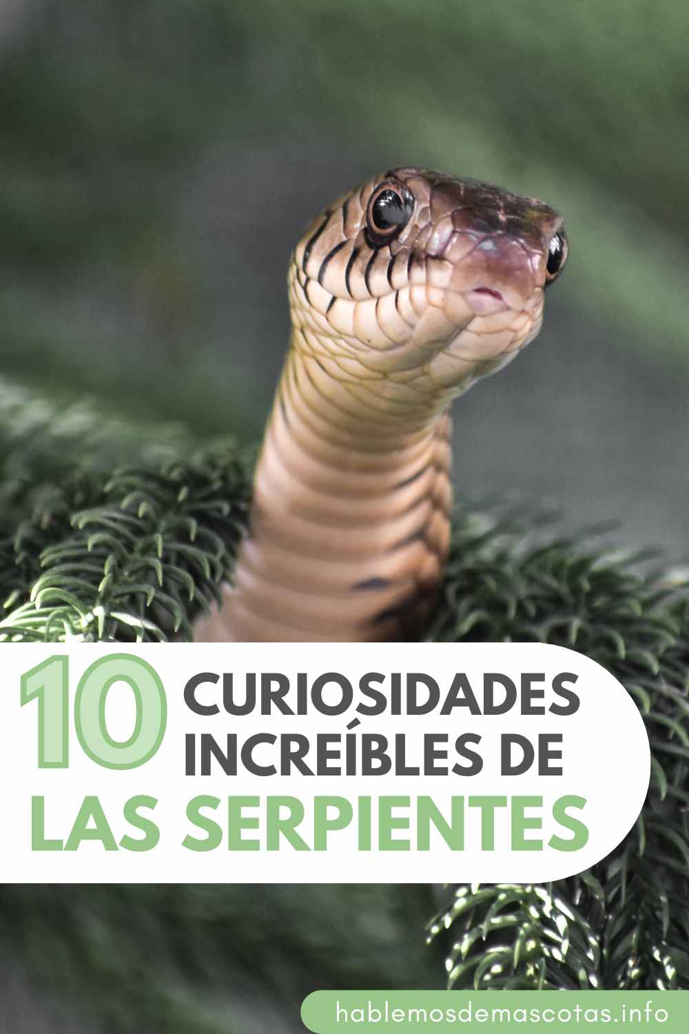 10 Curiosidades Increíbles de Las Serpientes