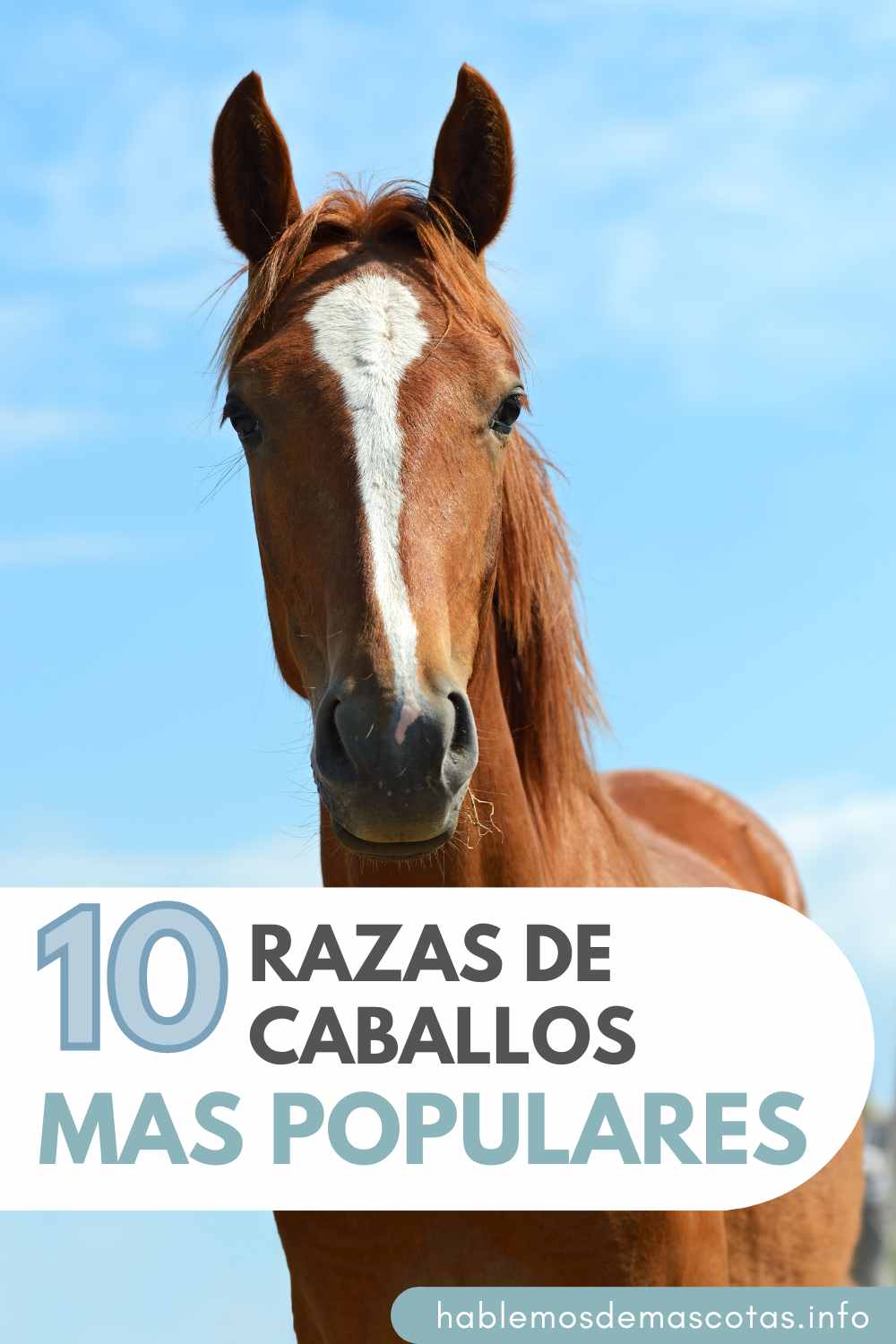 10 Razas de Caballos Más Populares que Debes Conocer
