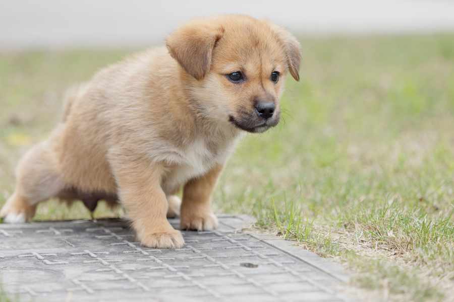 Antes de Comenzar a enseñar a tu perro a ir al Baño