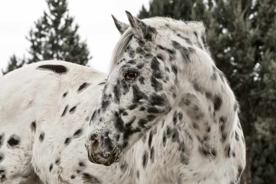 Caballo Appaloosa