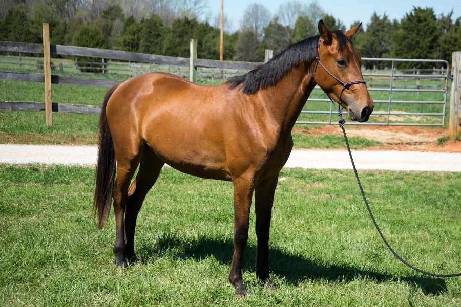 Caballo Hannoveriano