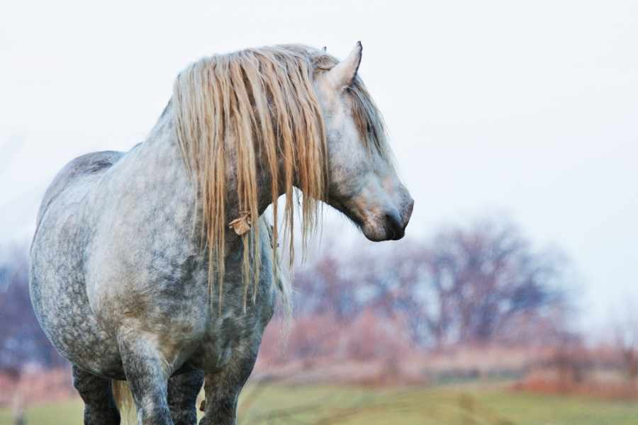 Caballo Percheron