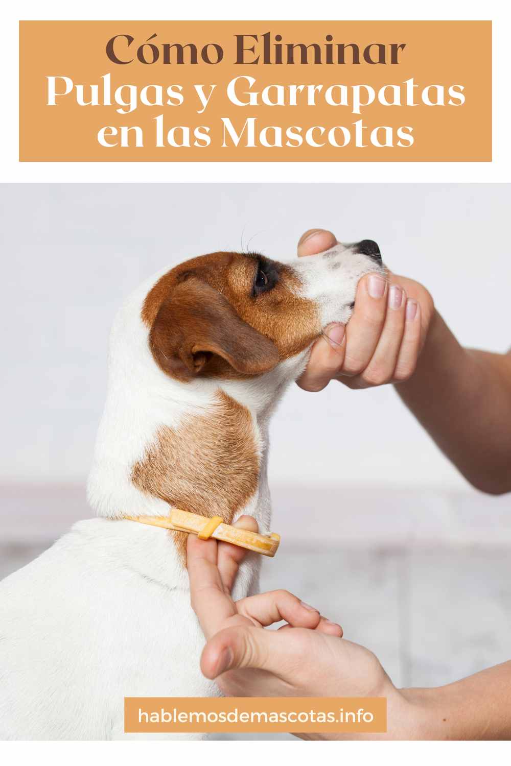 Cómo Eliminar Pulgas y Garrapatas en las Mascotas