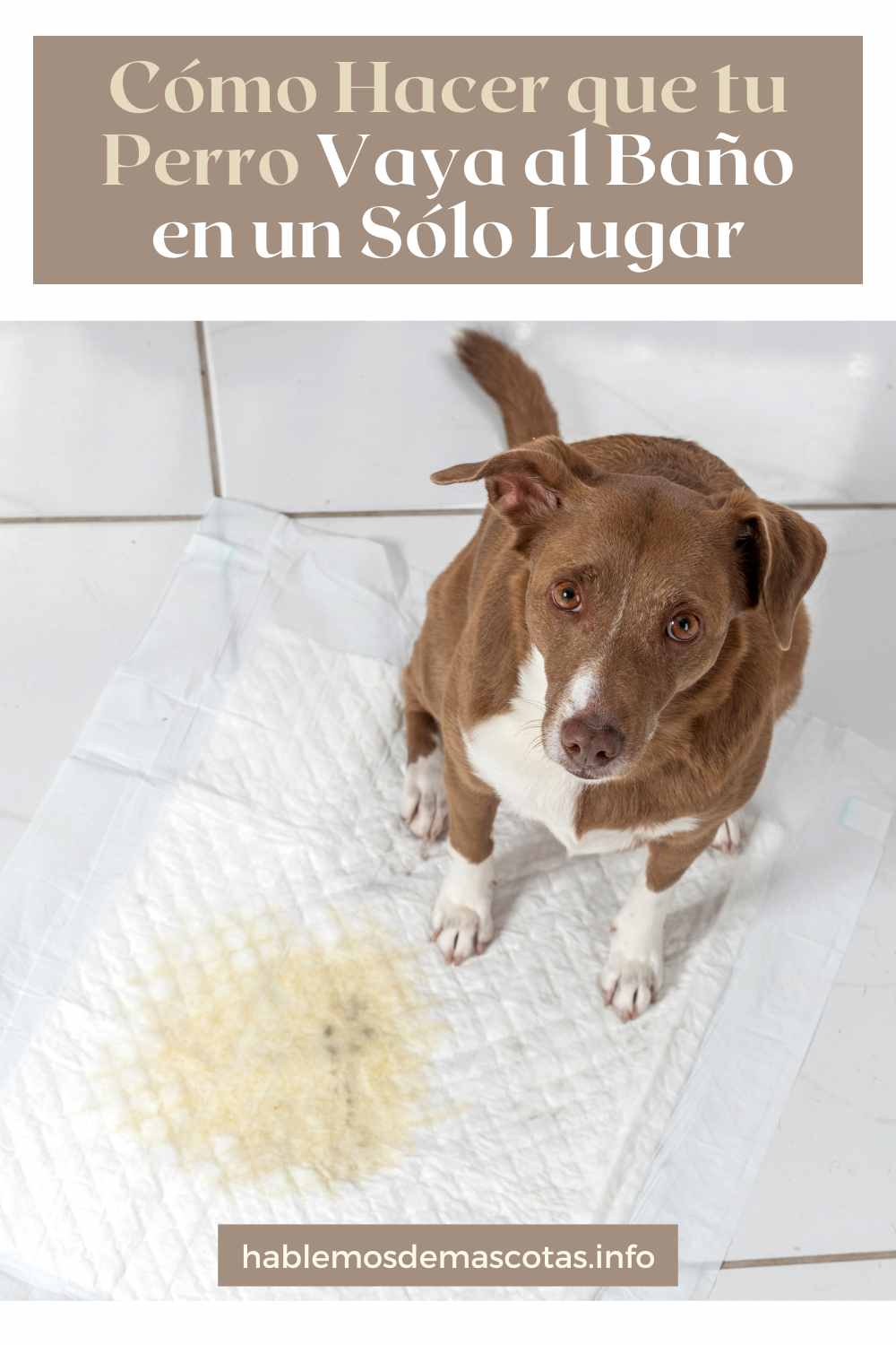 Cómo Hacer que tu Perro Vaya al Baño en un Sólo Lugar