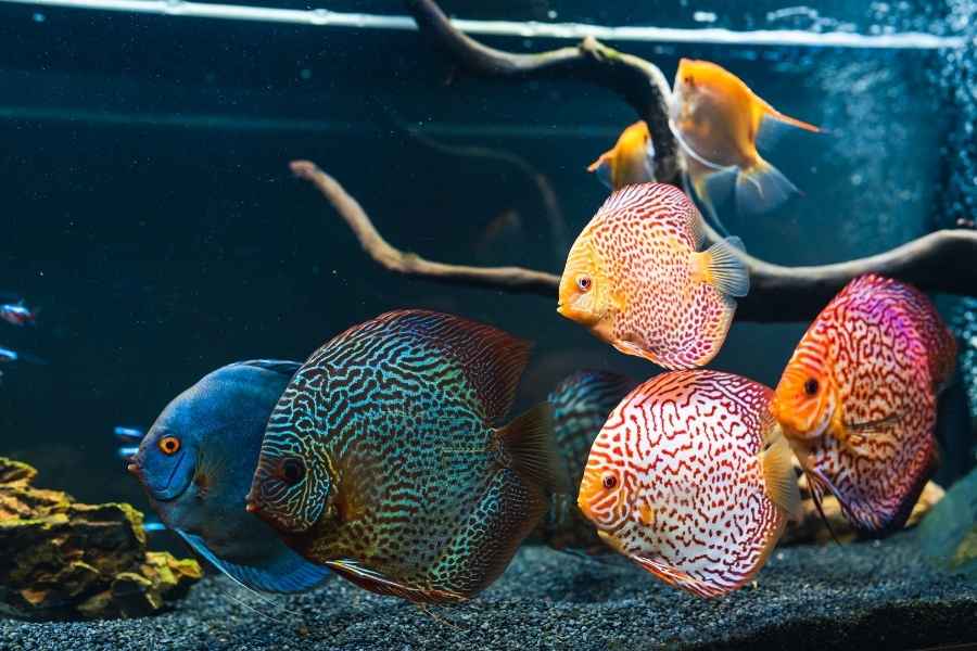 Condiciones del acuario para el Pez Disco