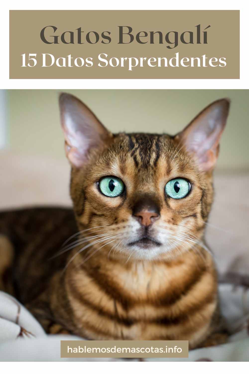 Gatos Bengalí_ 15 datos sorprendentes