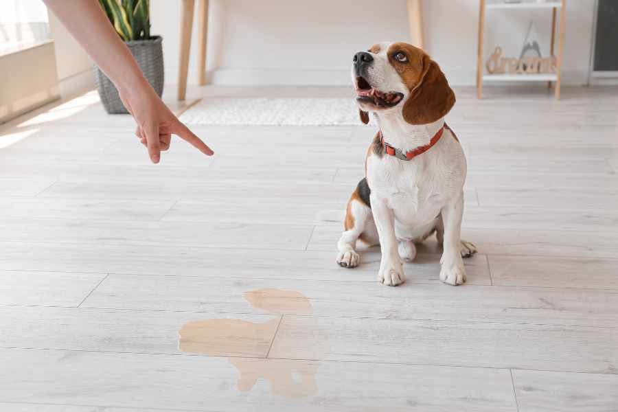 Pasos para Enseñar a un Perro a ir al Baño en cualquier lugar