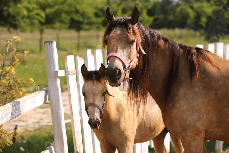 Razas de caballos - Caballo Morgan