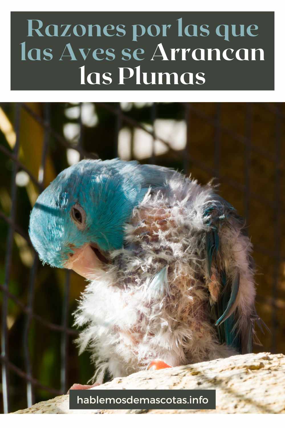 Razones por las que las Aves se Arrancan las Plumas