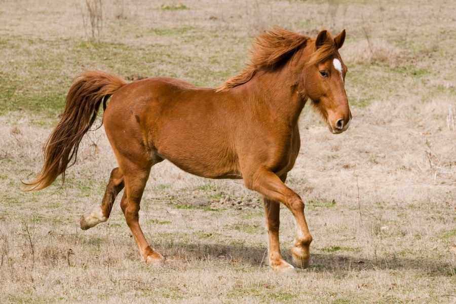 Tennessee Walker