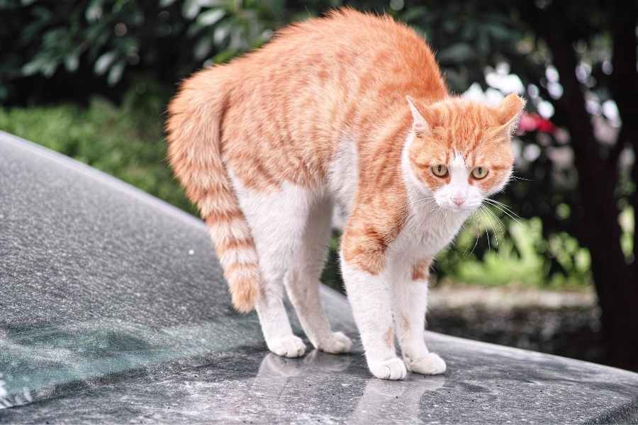 gatos mueven la cola enojado