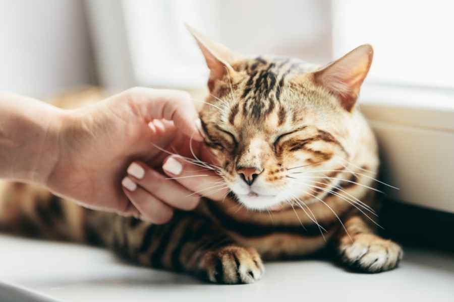 gatos mueven la cola
