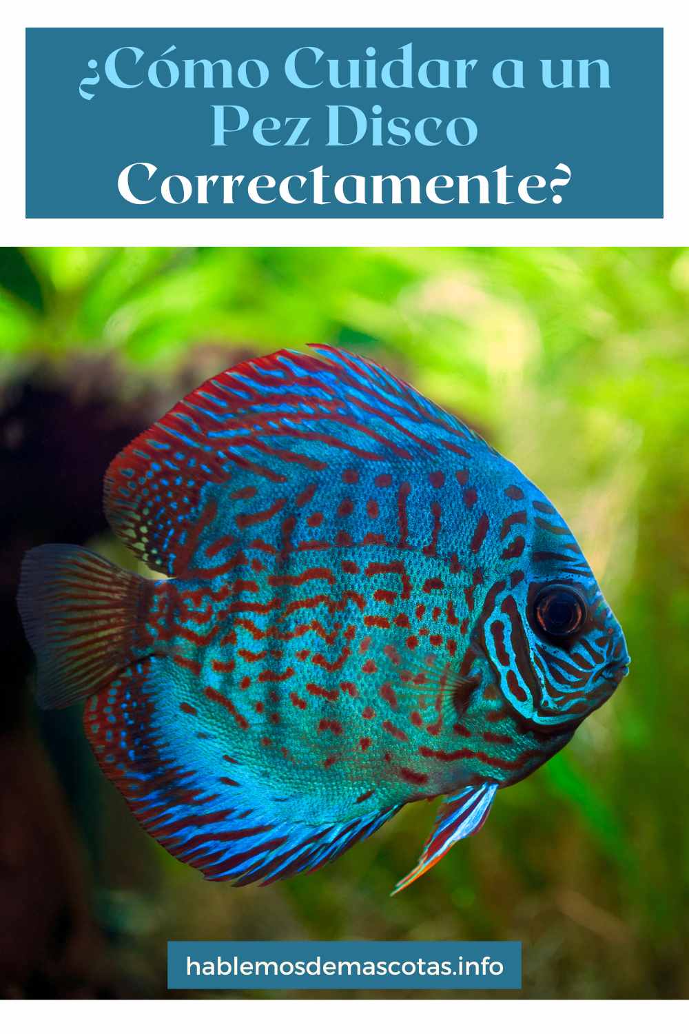 ¿Cómo Cuidar a un Pez Disco Correctamente