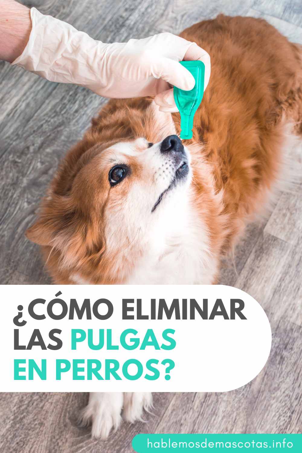 ¿Cómo Eliminar las Pulgas en Perros