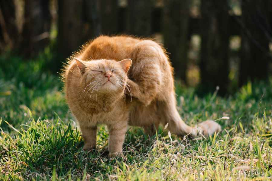 ¿Cómo detectar las pulgas en tu mascota