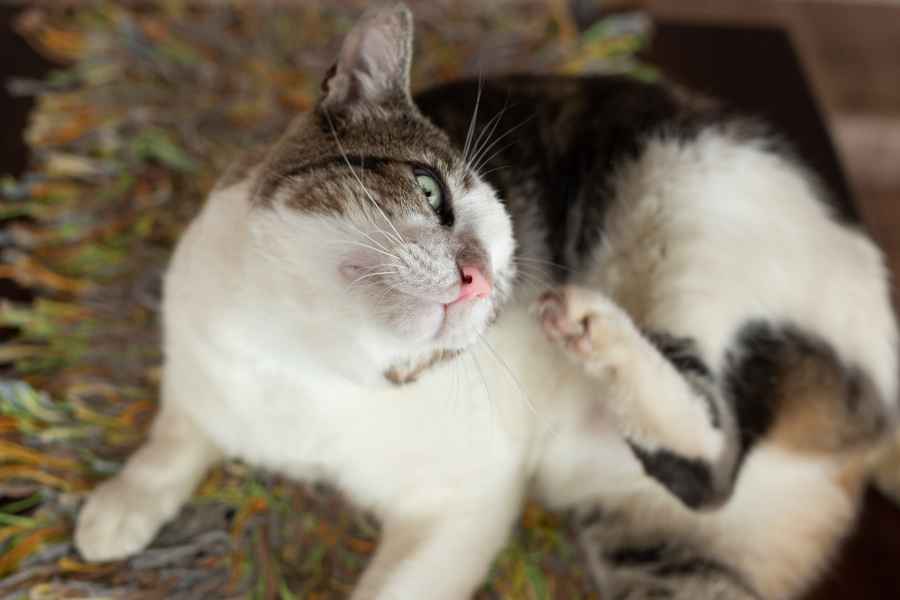 ¿Cómo evitar que las pulgas infecten a tu mascota
