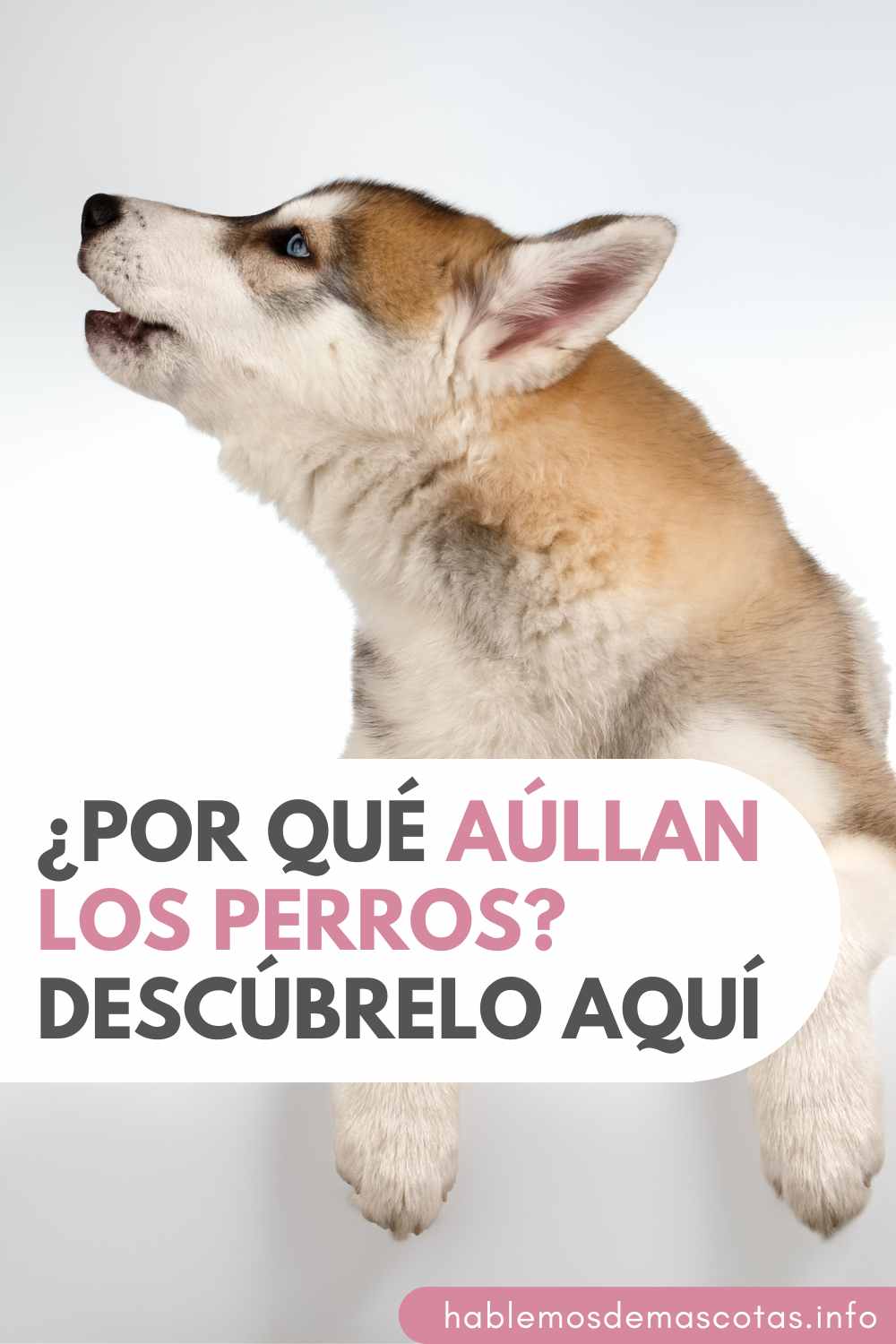 ¿Por Qué Aúllan Los Perros_ Descúbrelo Aquí