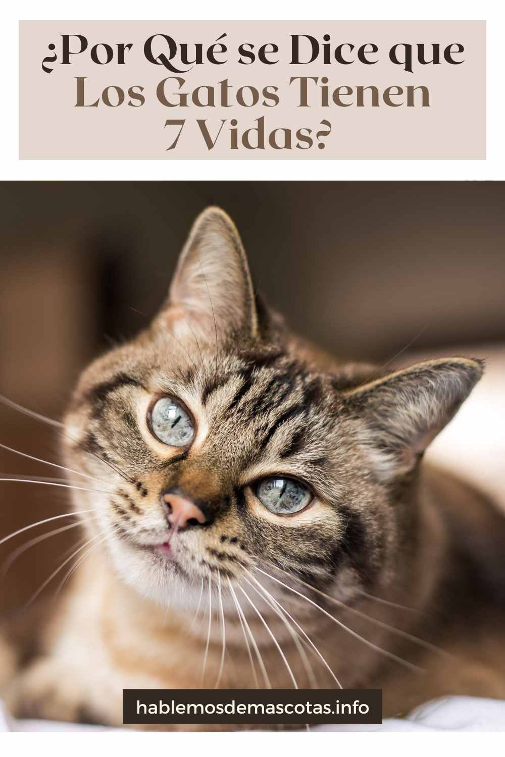 ¿Por Qué se Dice que Los Gatos Tienen 7 Vidas