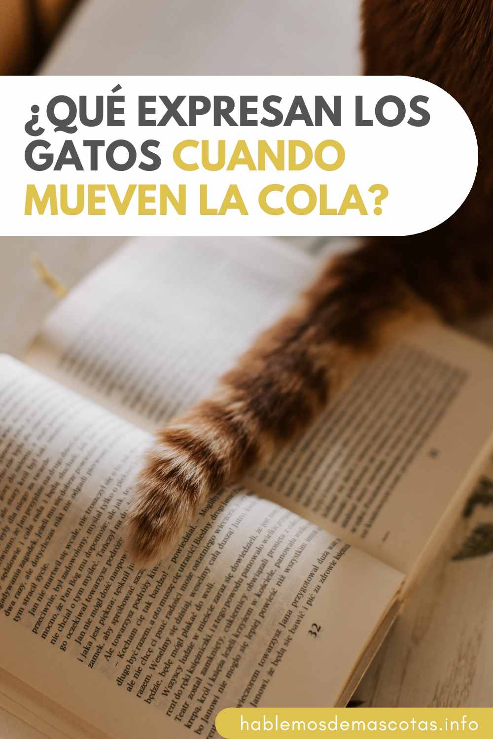 ¿Qué Expresan los Gatos cuando Mueven la Cola